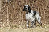 SETTER ANGLAIS 061